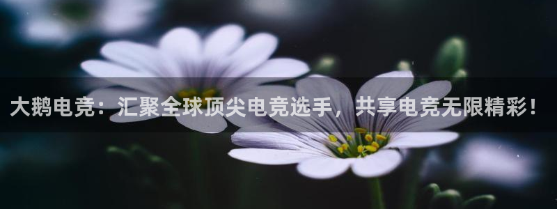 威客电竞网页版入口：大鹅电竞：汇聚全球顶尖电竞选手，共享电竞无限精彩！